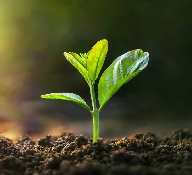 A seedling growing in morning light – symbolising responsible business travel and the idea of travel with impact.